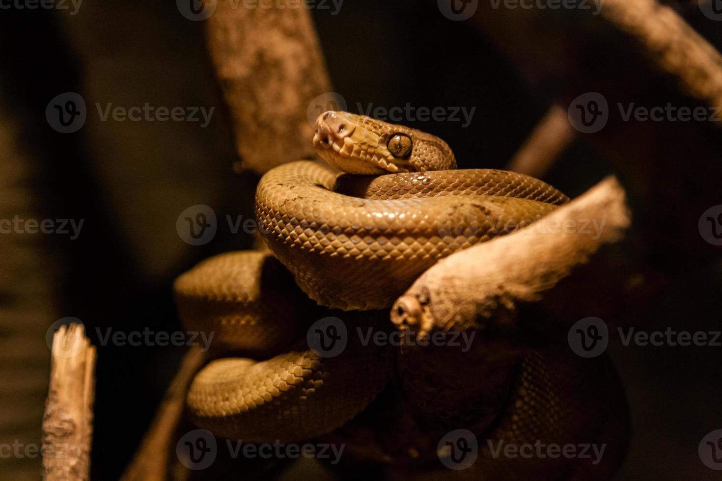 la serpiente retorcida en una bola se sienta en una rama de cerca foto