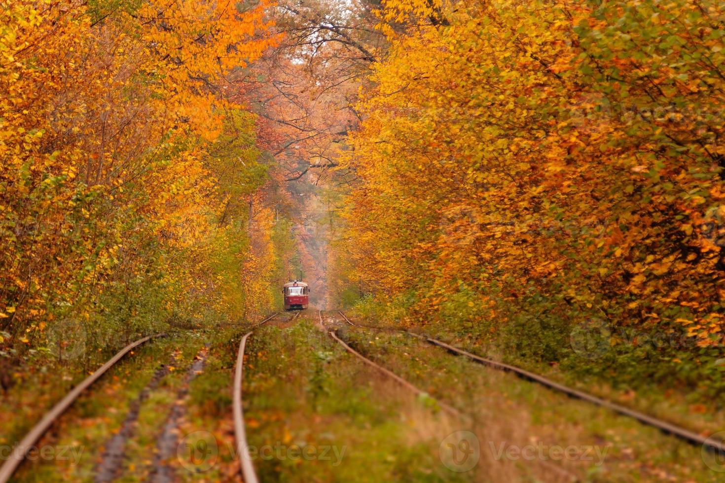 autumn forest among which goes a strange tram photo