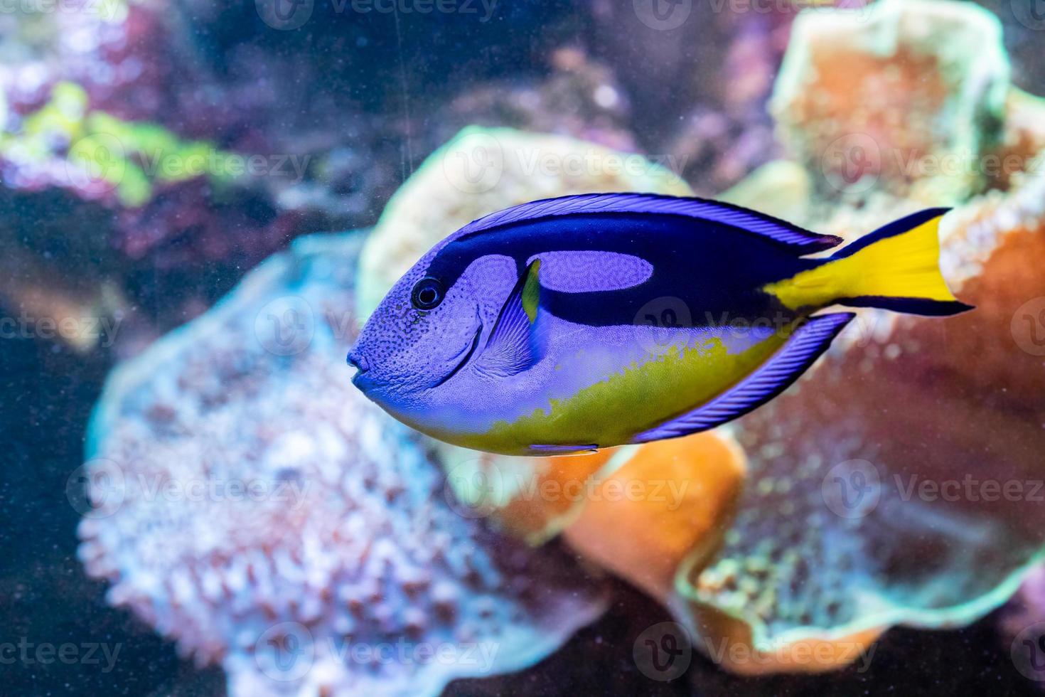 beautiful fish Paracanthurus Hepatus photo