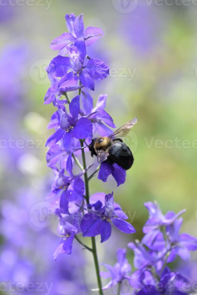 Terrific Capture of a Bee on Flowering Delphinium photo