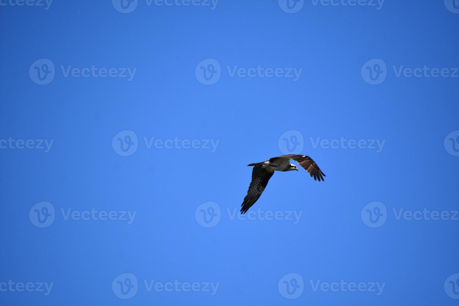 Osprey Flapping His Wings in Flight in Blue Skies photo