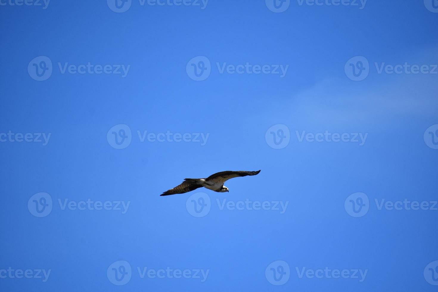 pájaro águila pescadora deslizándose con alas en vuelo foto