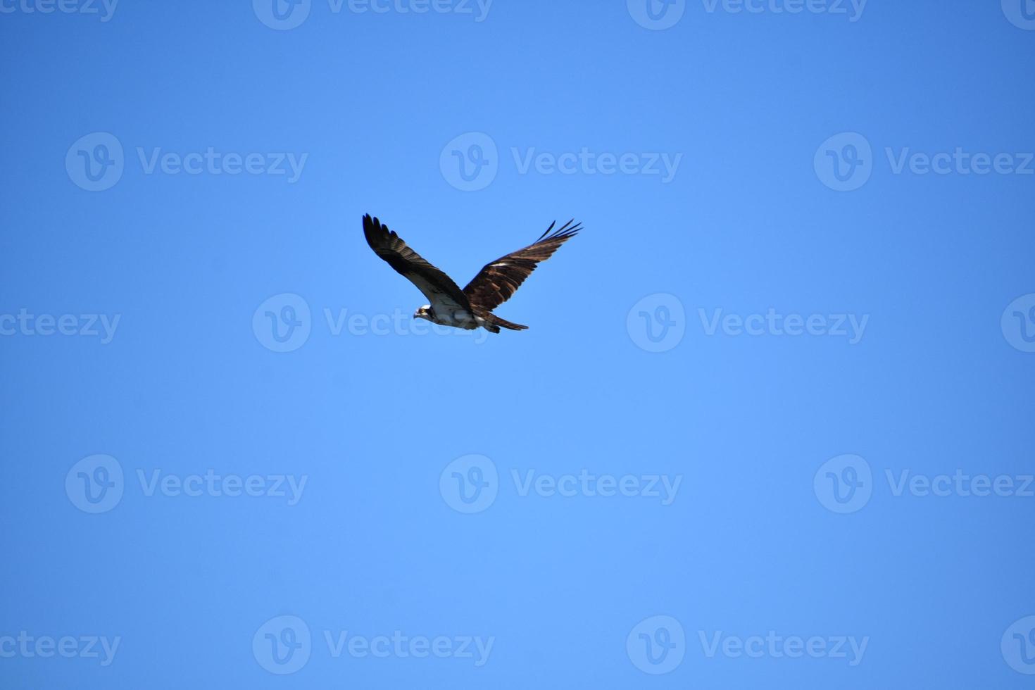 Beautiful Osprey Flying with Wings Spread Out photo