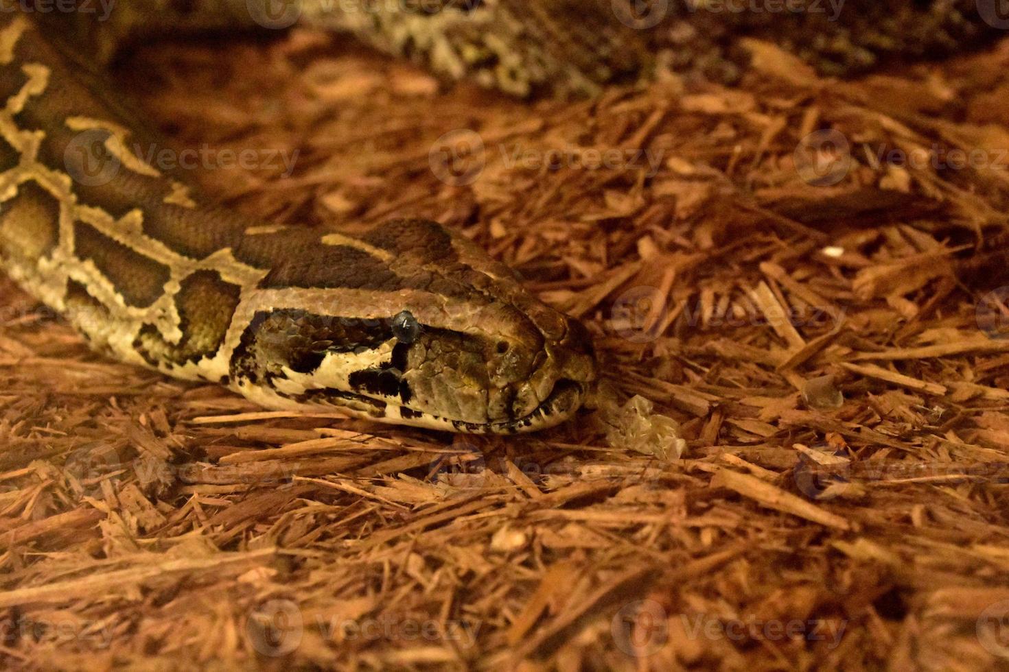 Looking into the Face of a Burmese Python photo