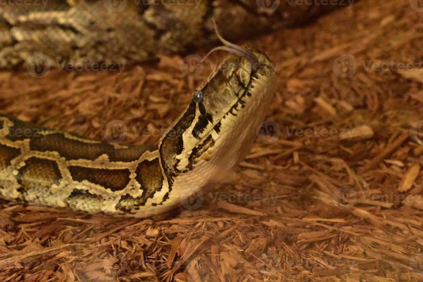 Forked Tongue on a Burmese Python Snake photo