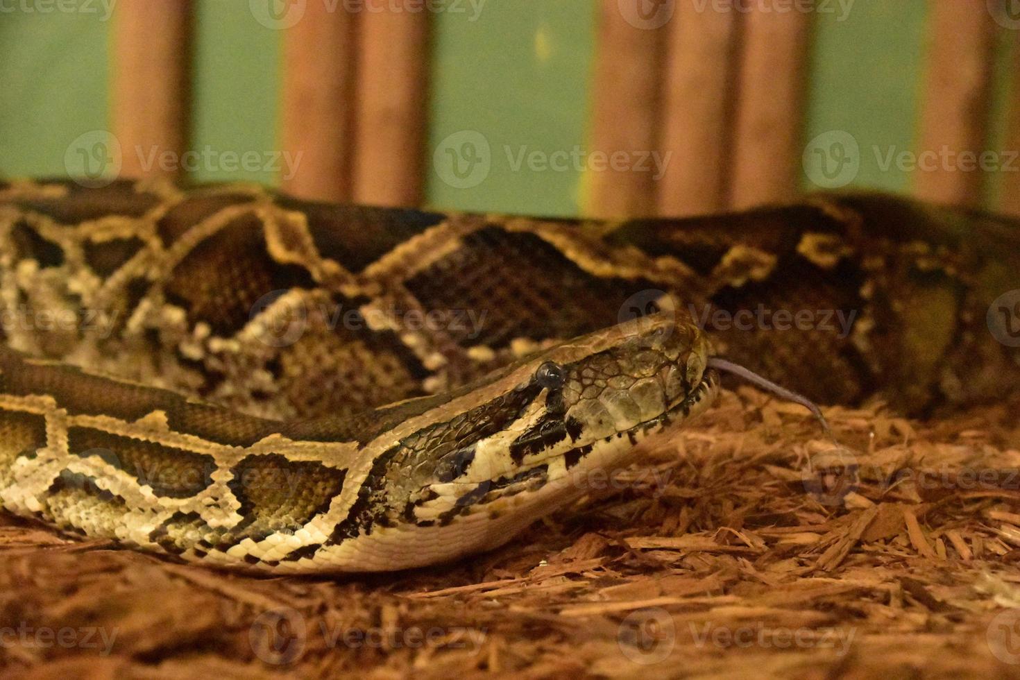 Burmese Python with Head Raised and Tongue Out photo