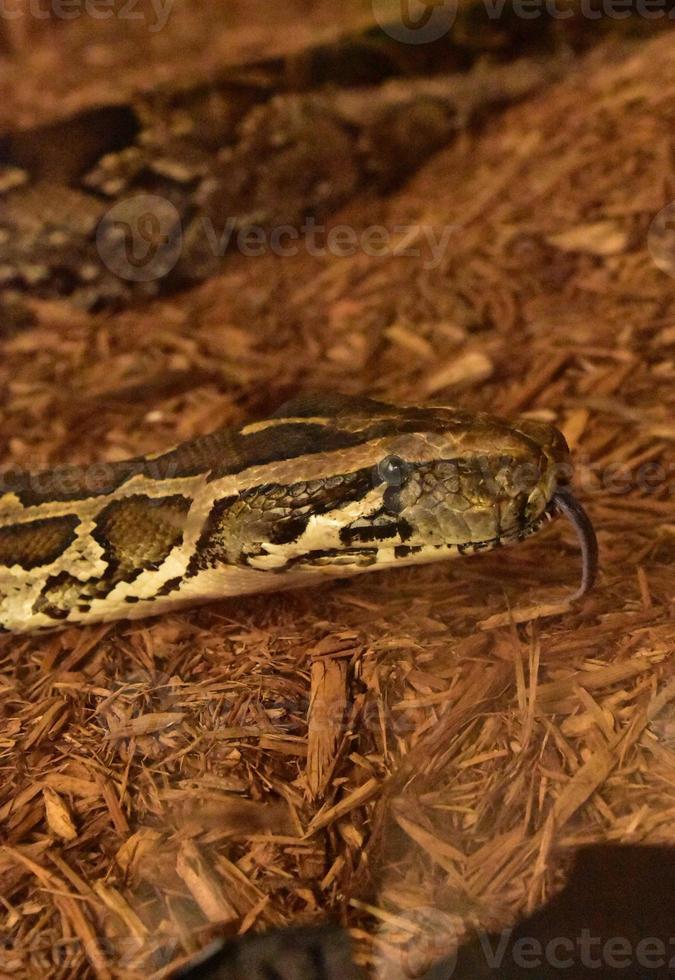 Burmese Python Snake with a Forked Tongue photo