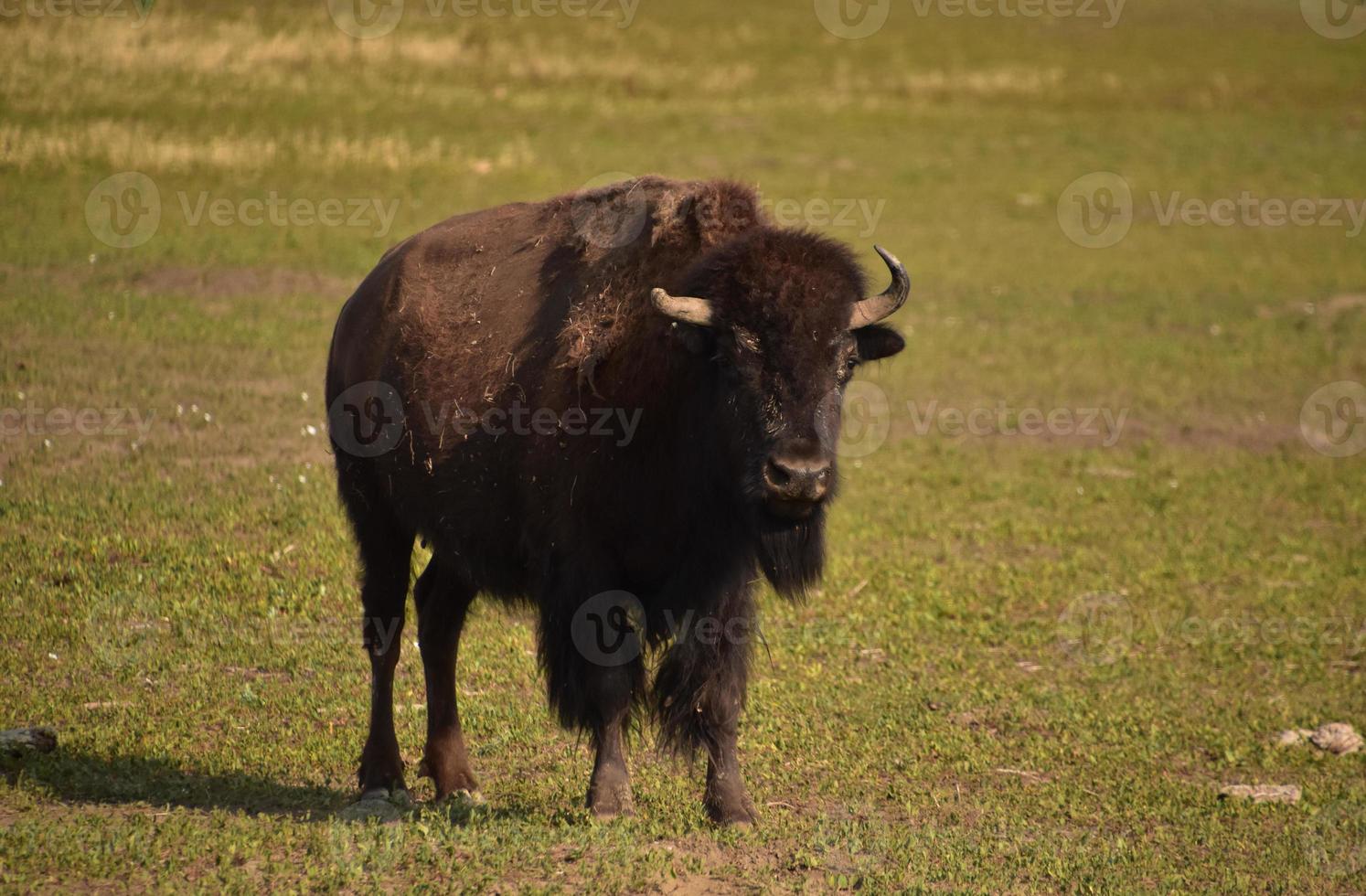 Young Bull Buffalo Standing on a Prairie photo
