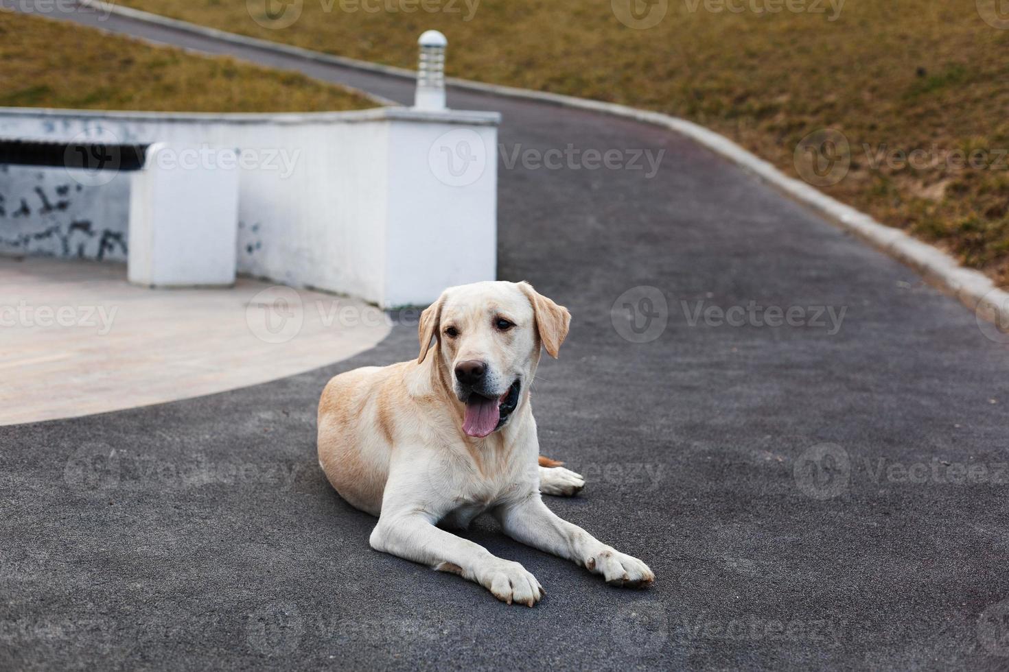 labrador on a walk in the park photo