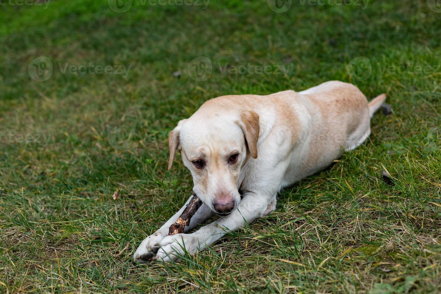 labrador en un paseo por el parque foto