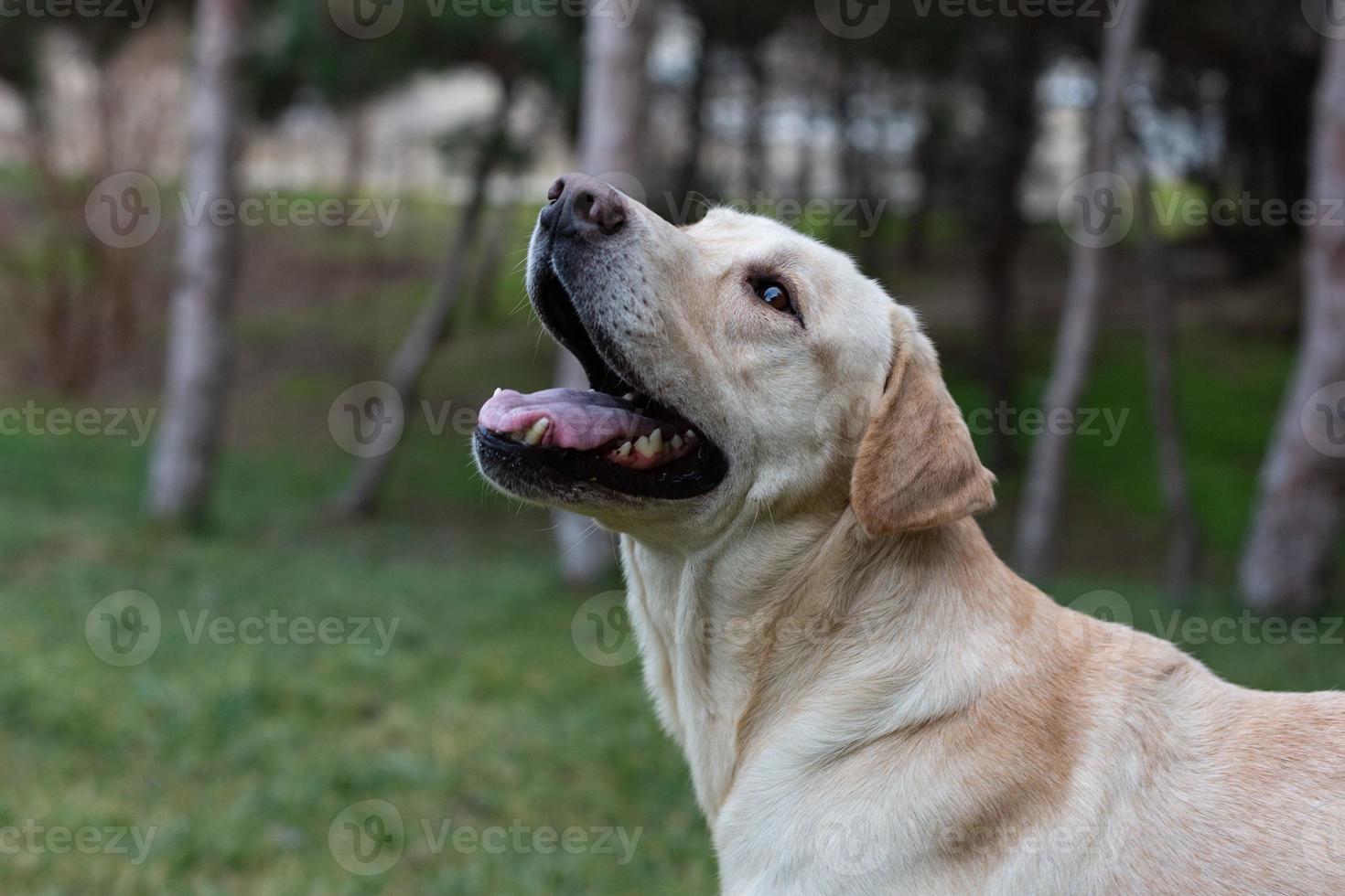labrador on a walk in the park photo