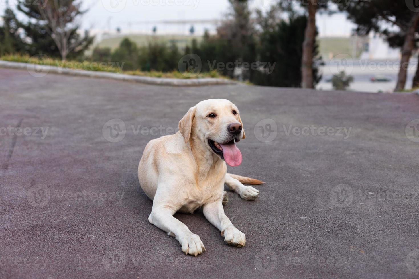 labrador on a walk in the park photo
