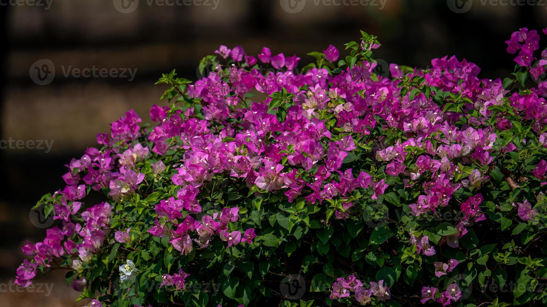 Paper flower or Bougainvillea flower blooming in the garden photo