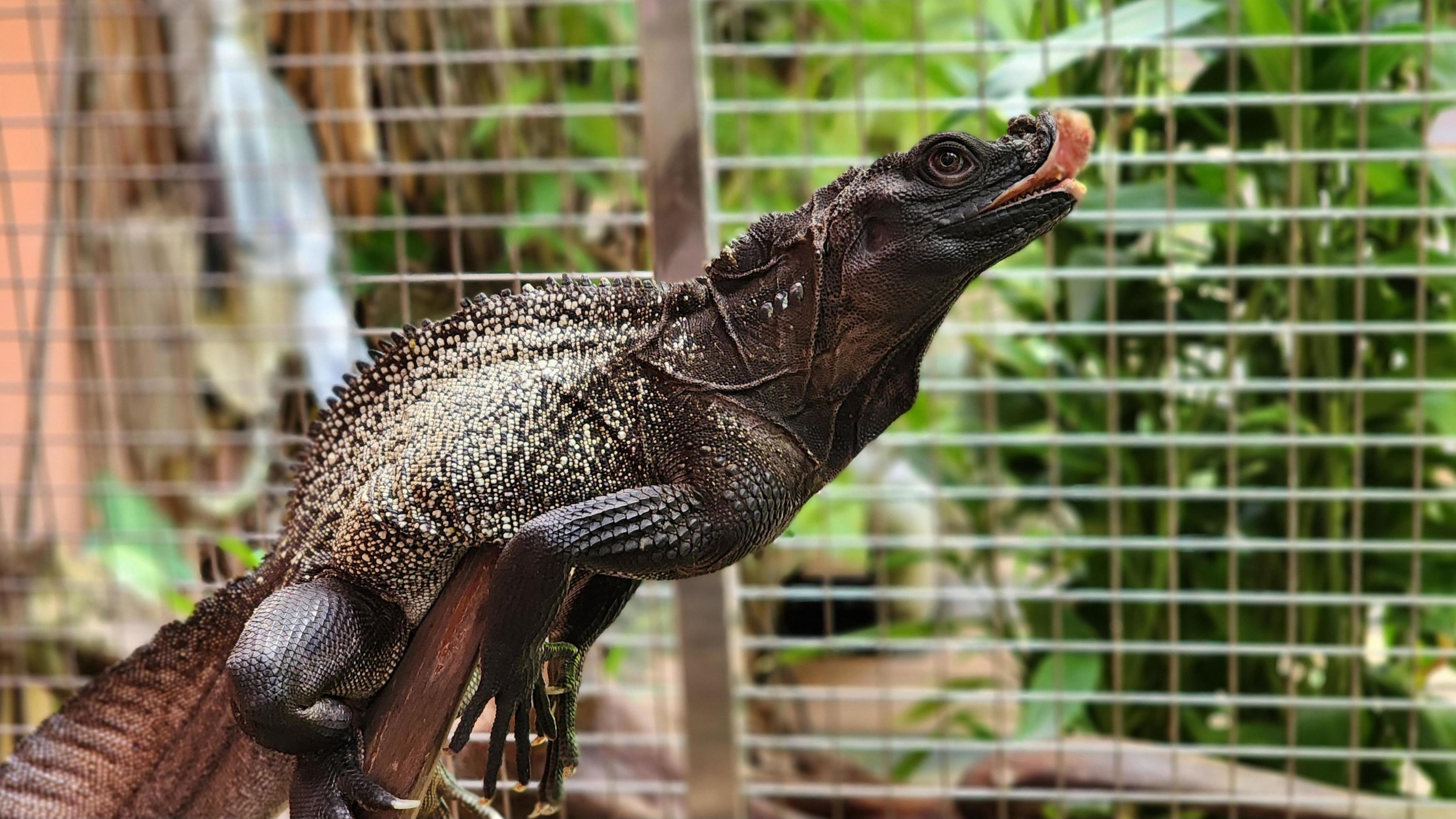 Black Lizard Iguana in a Cage Holding to Branch Extinct Animal