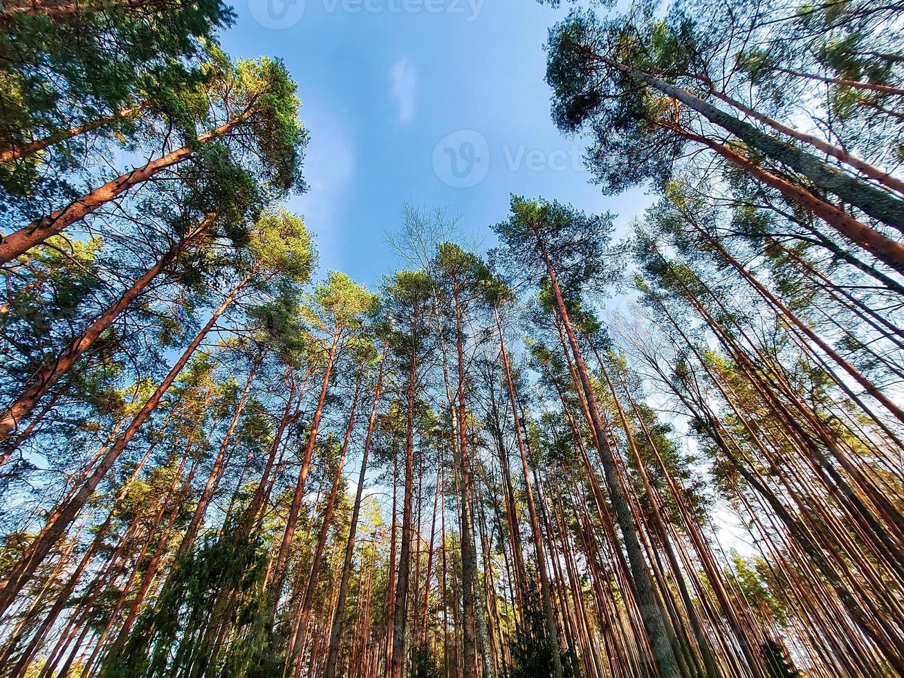 Bottom view of tall pine trees in a coniferous forest against background of blue sky. Surreal landscape. photo