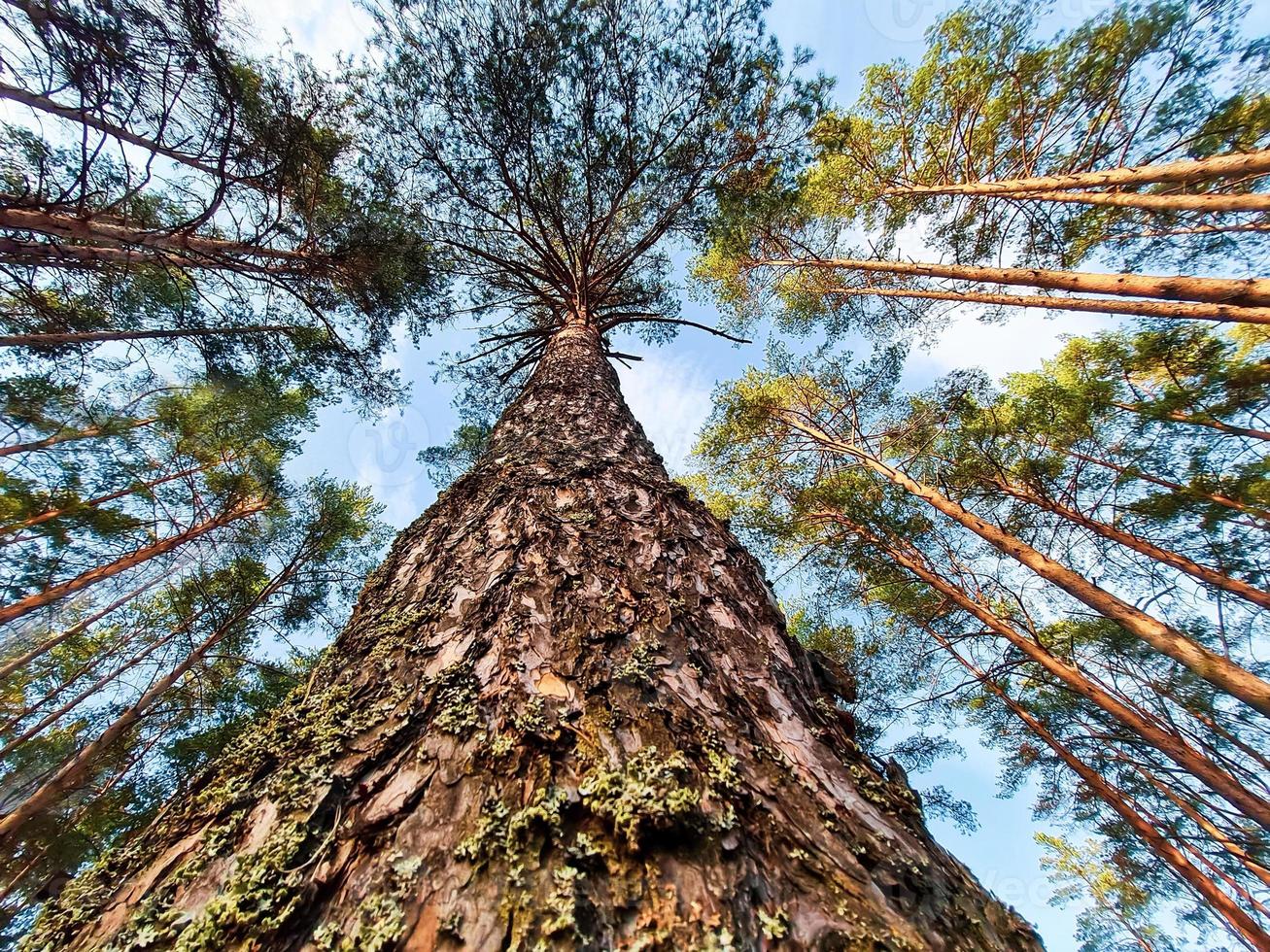 Bottom view of pine trunk. Tall trees in the summer forest. Ecology and environmental conservation concept. photo