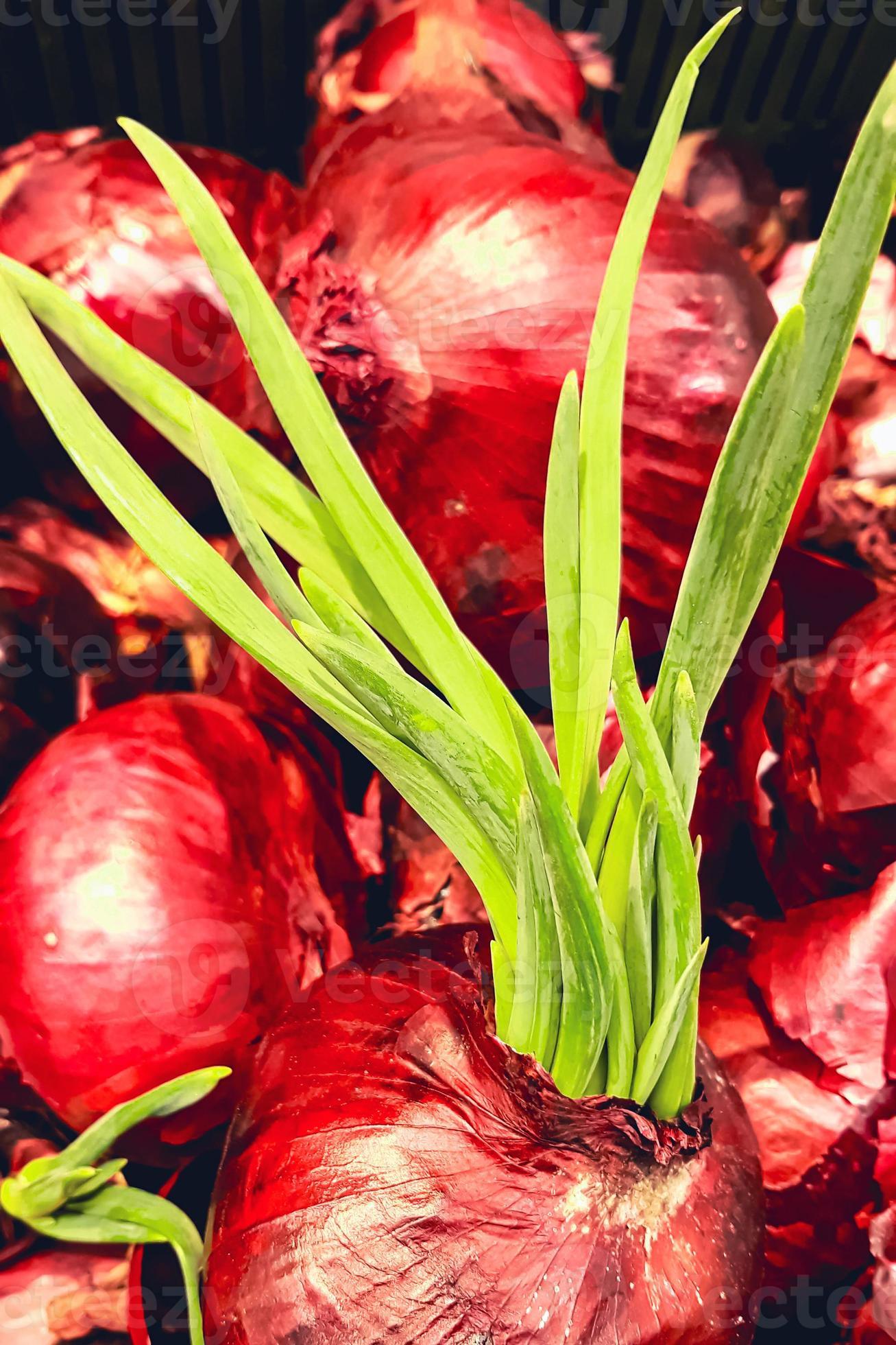 cebolla roja germinada. plumas de cebolla verde. cultivar vegetación en