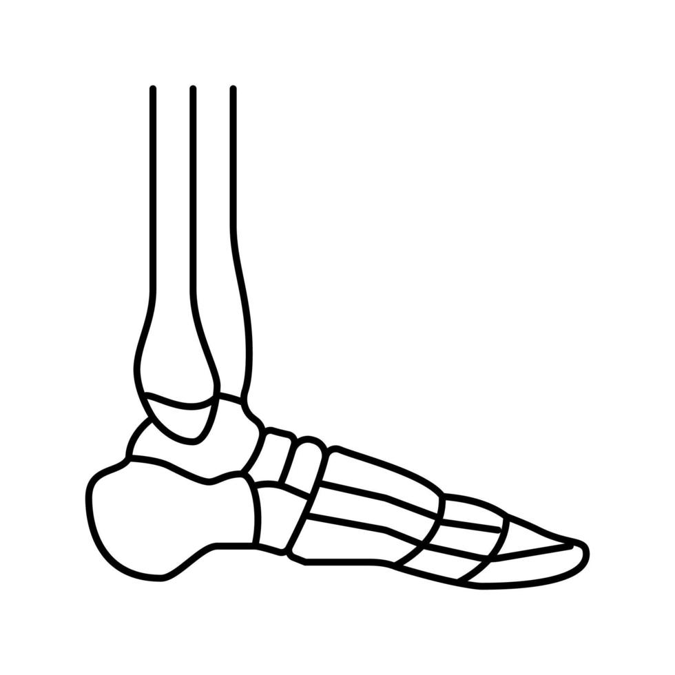 ilustración de vector de icono de línea de hueso de tobillo