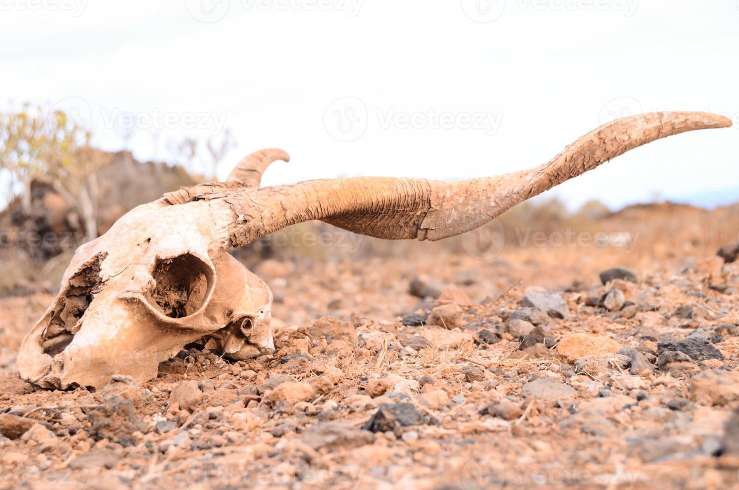 Ram skull on the ground photo