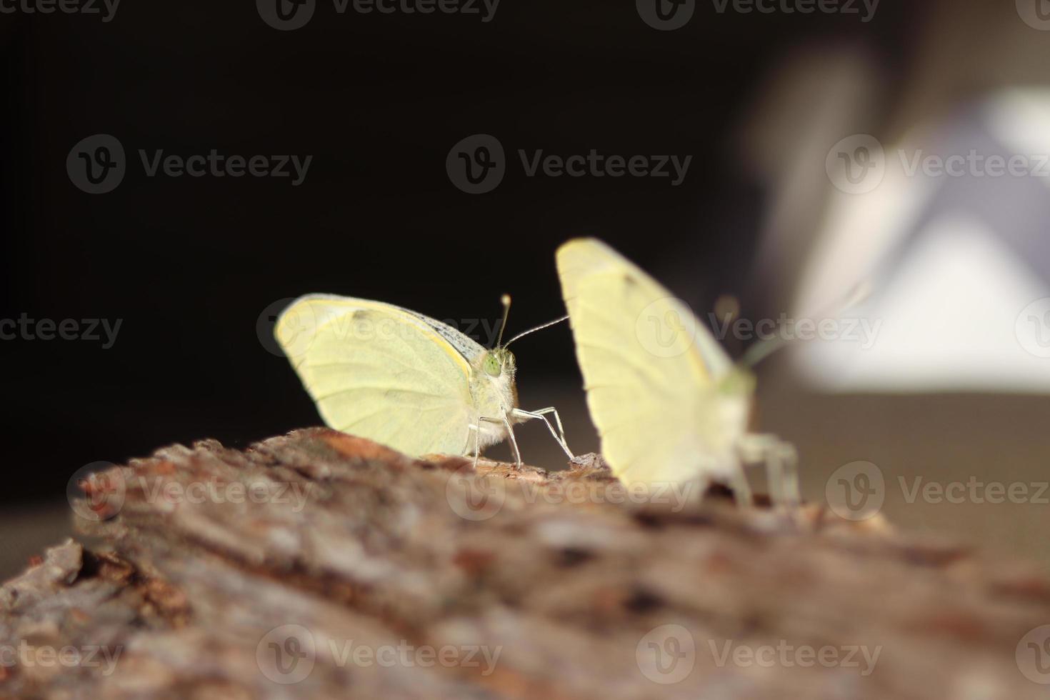 Kohlweissling Schmetterling frisch geschluepft photo