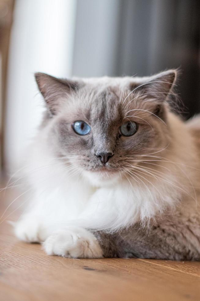 Cat Ragdoll longhair photo