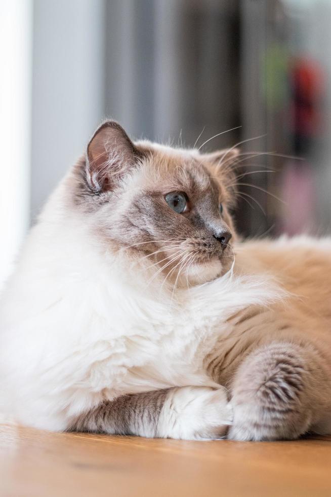 Cat Ragdoll longhair photo