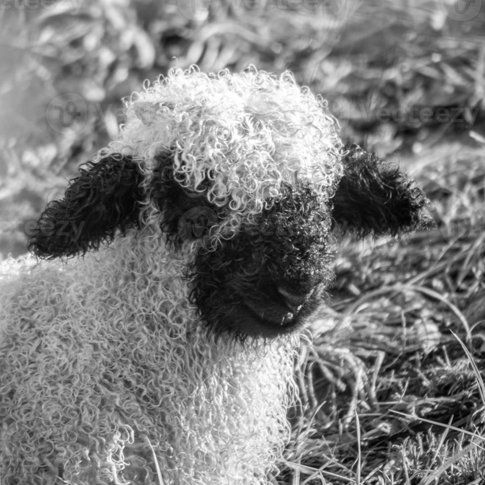Blacknosesheep Schaf Wolle photo