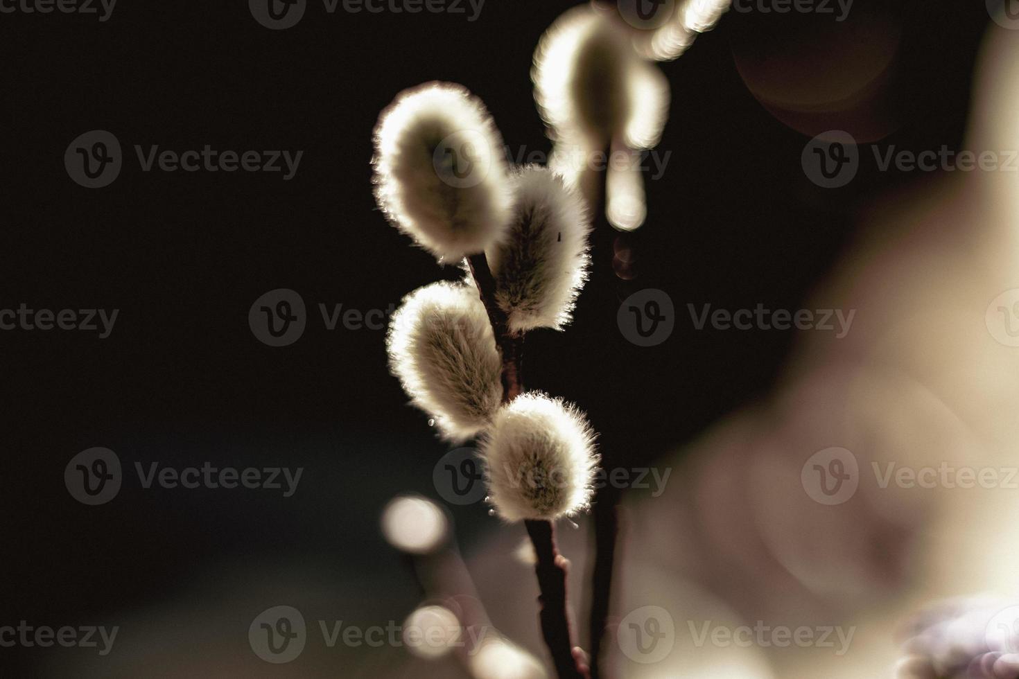 Natur in the Sun photo