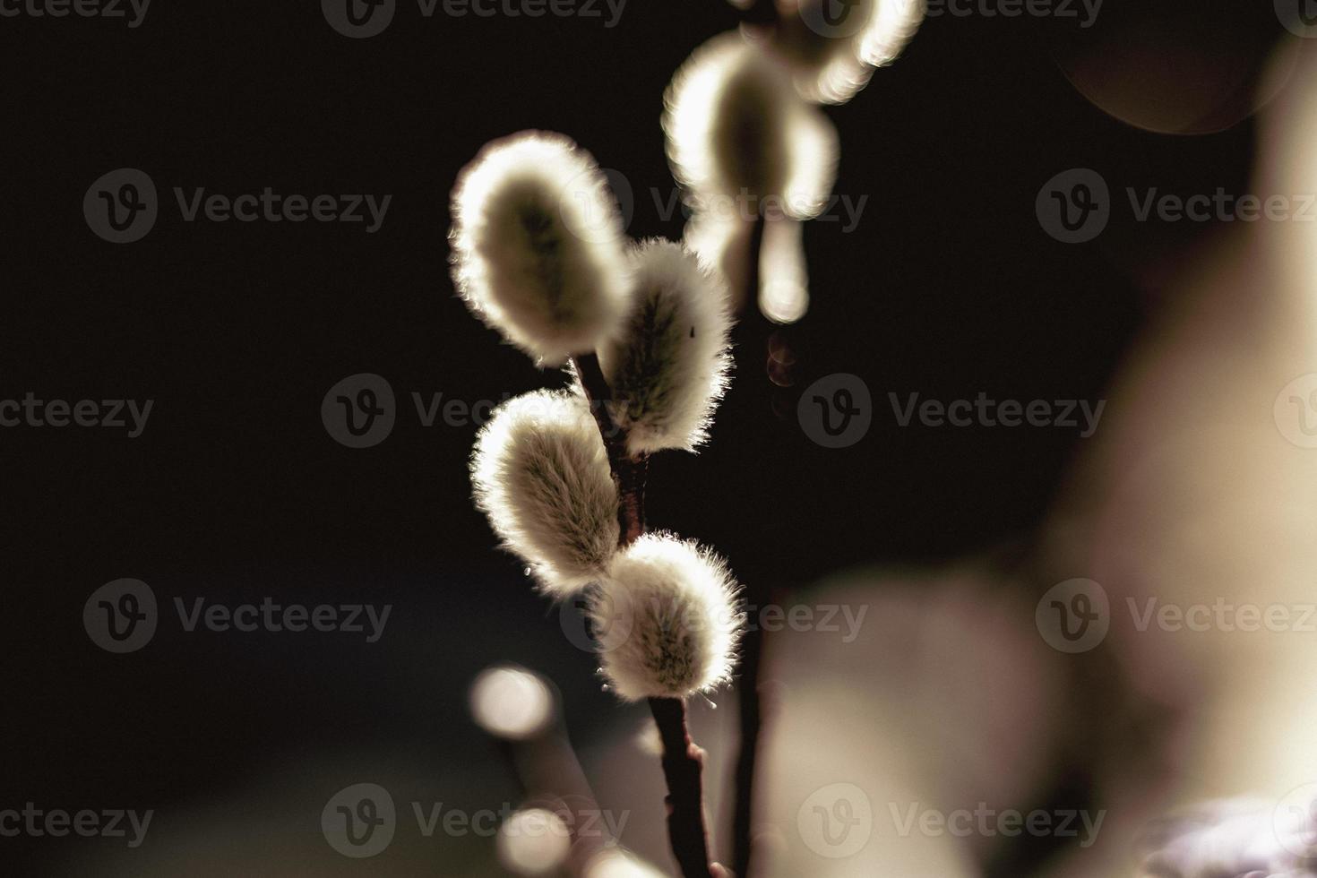 Natur in the Sun photo
