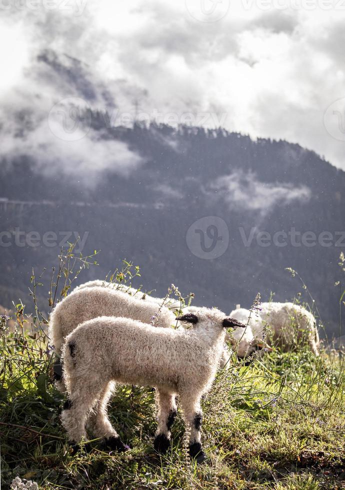Blacknosesheep Schaf Wolle photo