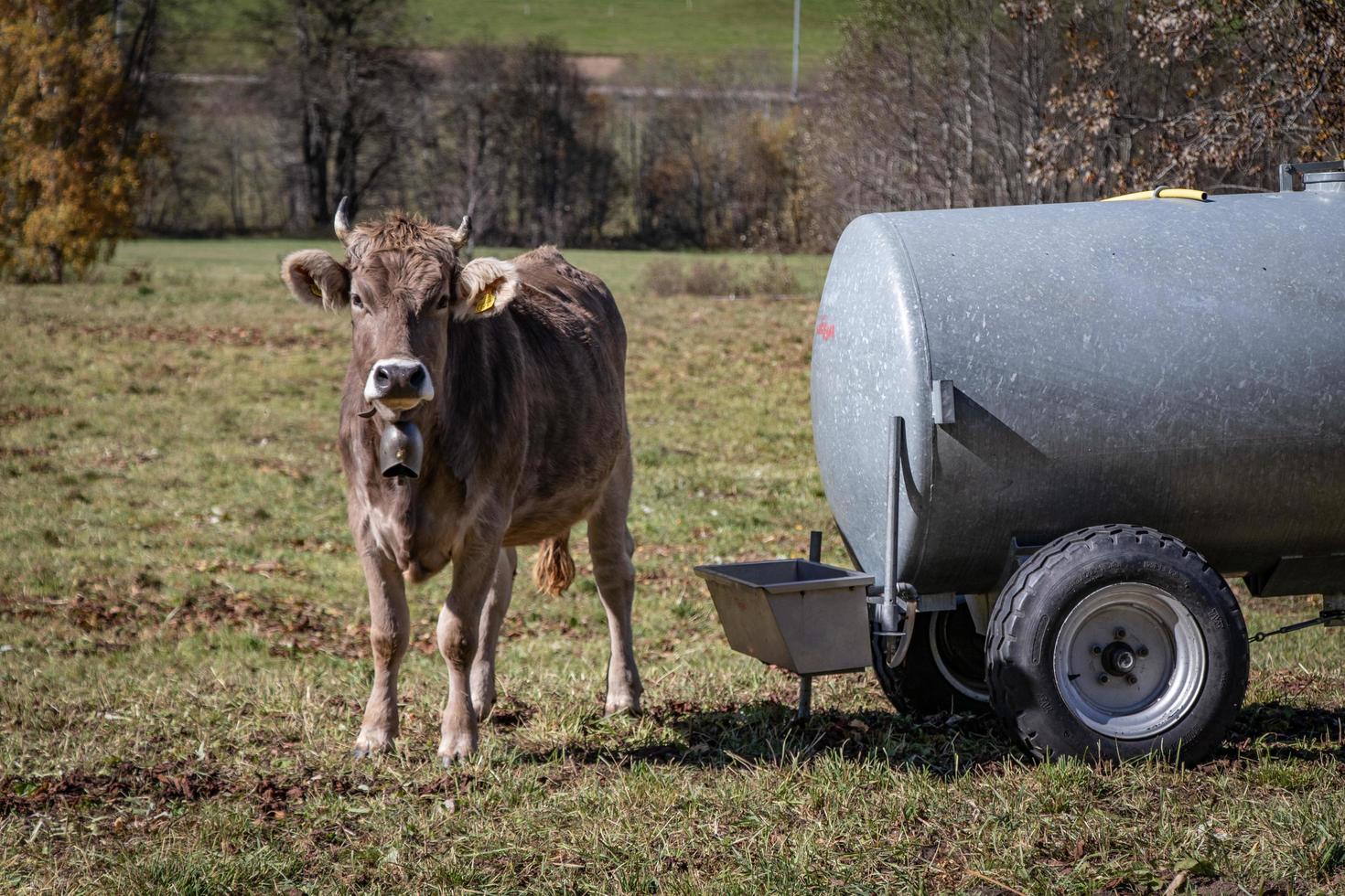 Brown Cow Autumn photo