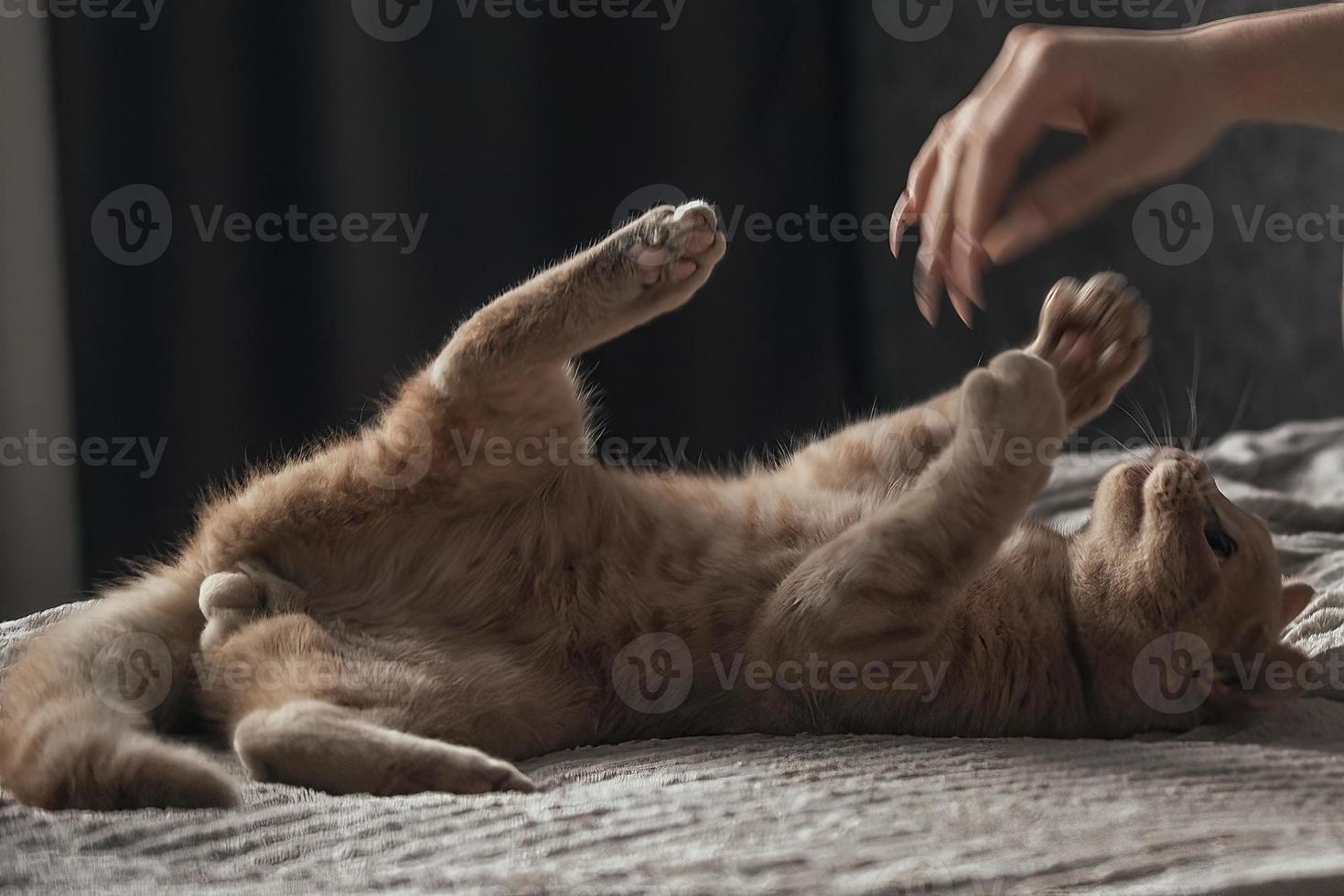 home beautiful peach british cat lies on the bed, her owner plays with her photo