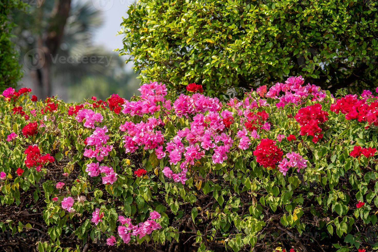 Paper flower or Bougainvillea flower blooming in the garden photo