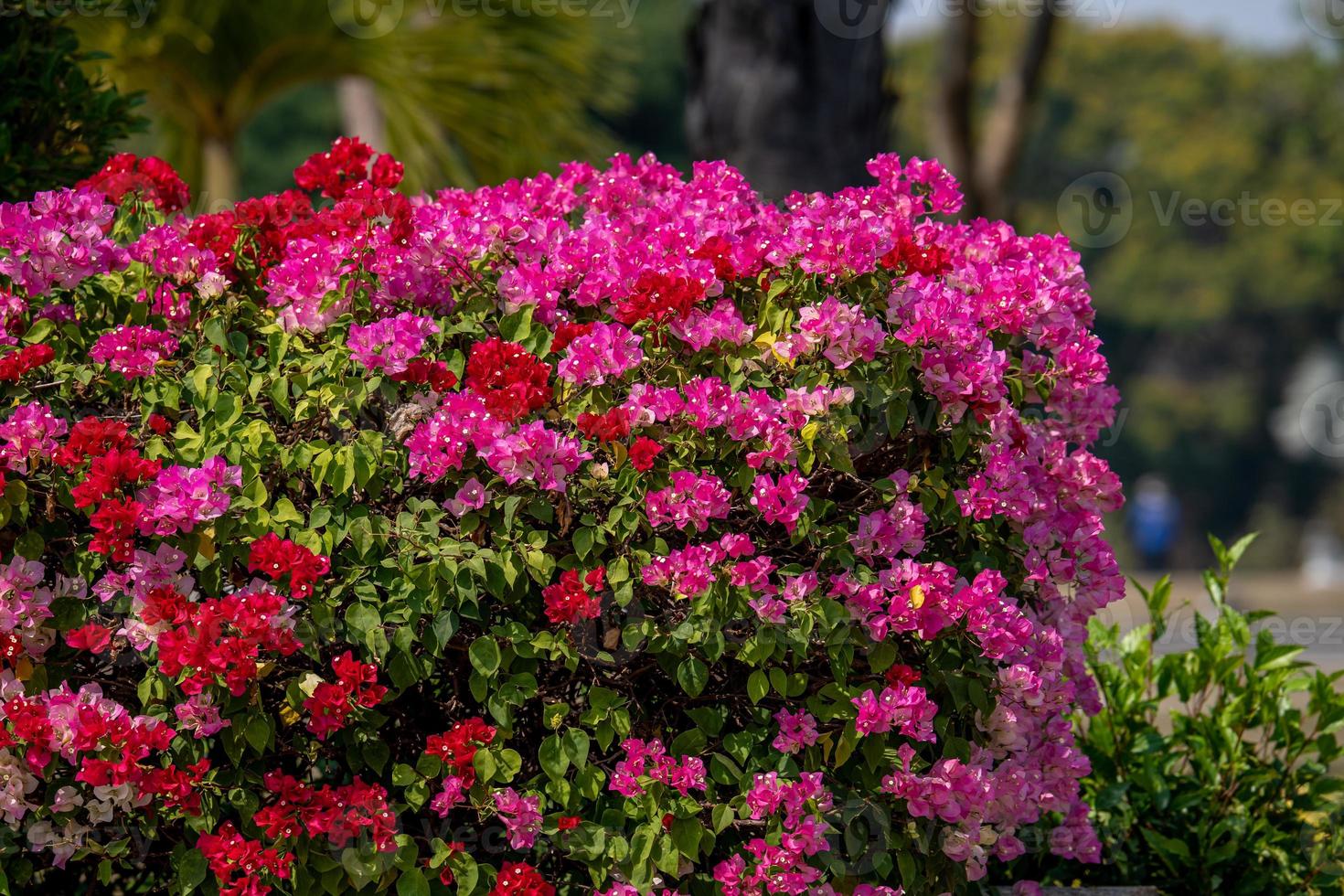 Paper flower or Bougainvillea flower blooming in the garden photo