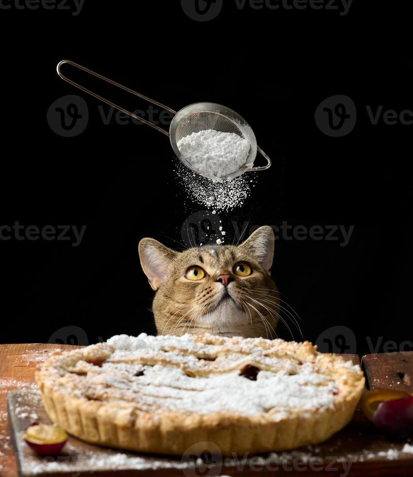 adult funny cat peeking out from under the table with baked pie with plums, black background photo