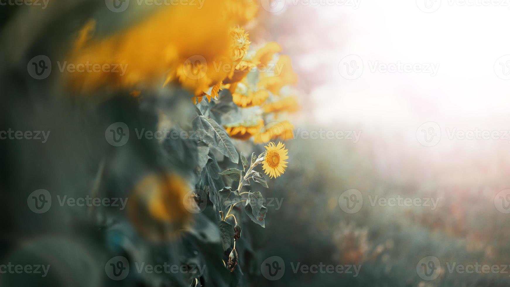 field with blooming sunflowers on a summer day photo