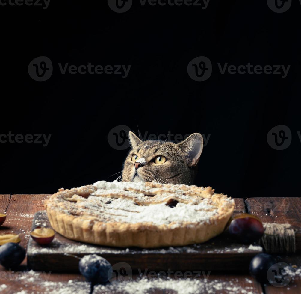 adult funny cat peeking out from under the table with baked pie with plums, black background photo