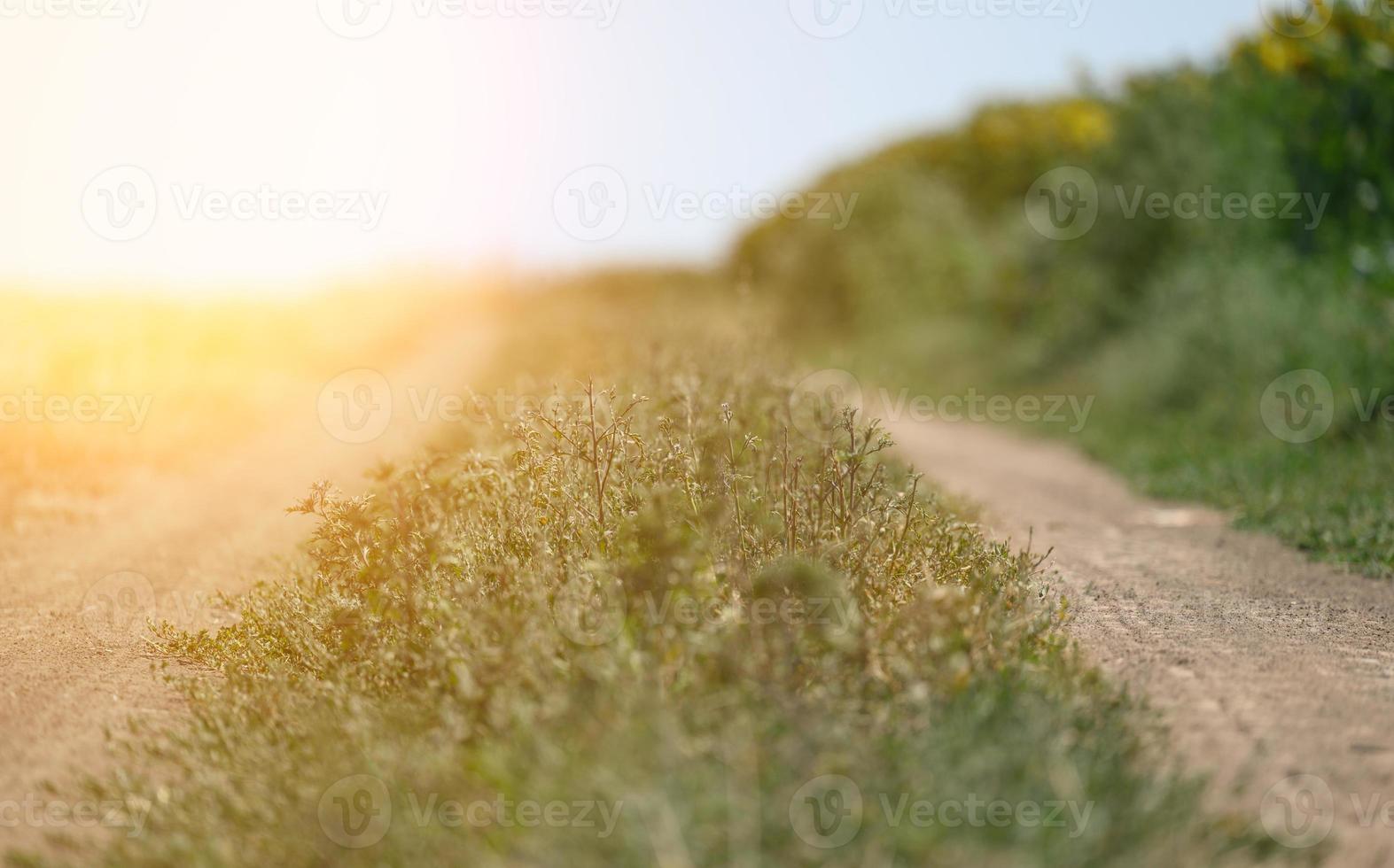 sandy road along the fields, selective focus, summer sunny day photo