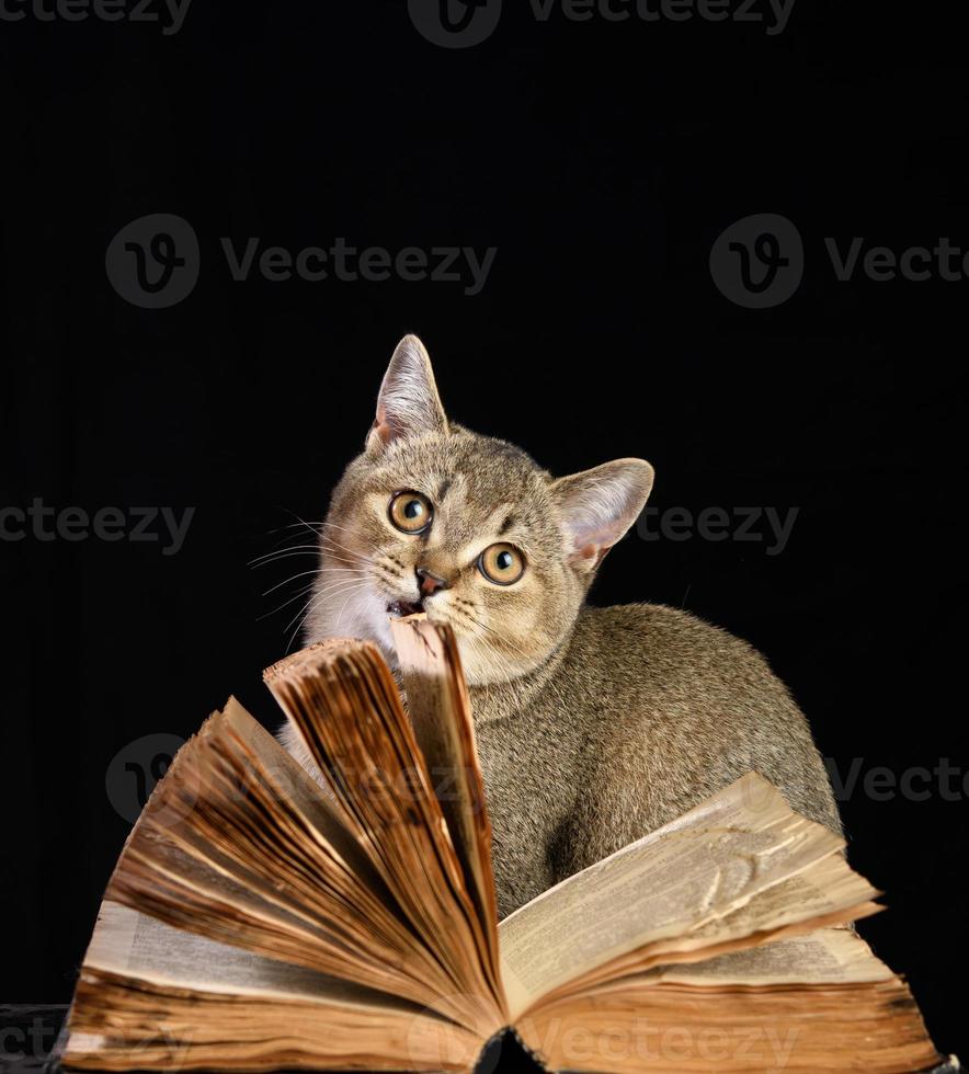 gray kitten Scottish straight chinchilla sits near an open book on a black background photo