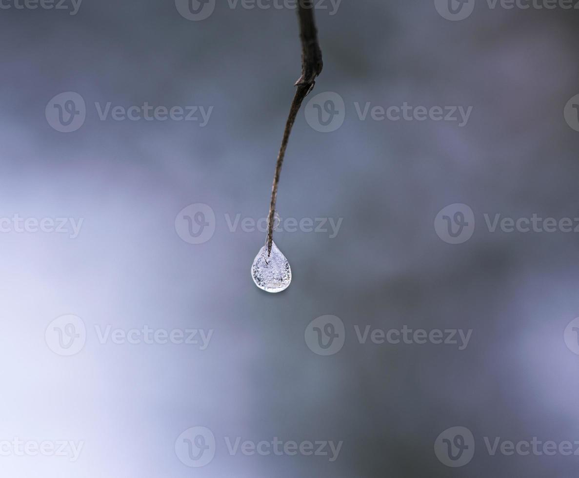 una gota congelada en una rama foto