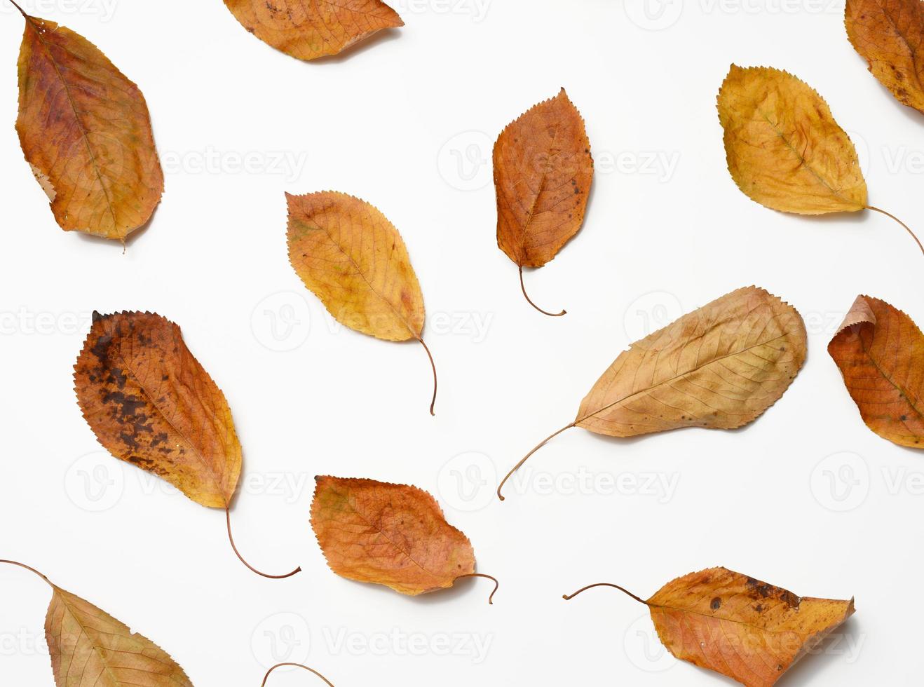 dry golden cherry leaves on white background photo