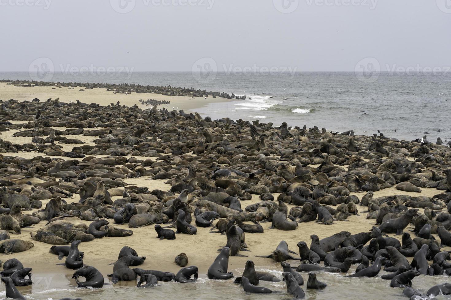 Cape fur seal colony at Cape Cross, Namibia photo