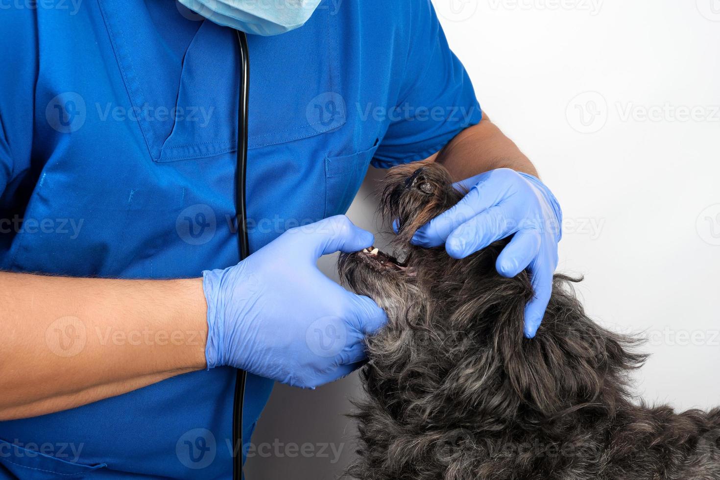 doctor in blue uniform and sterile latex gloves examines the mouth of a black little dog photo