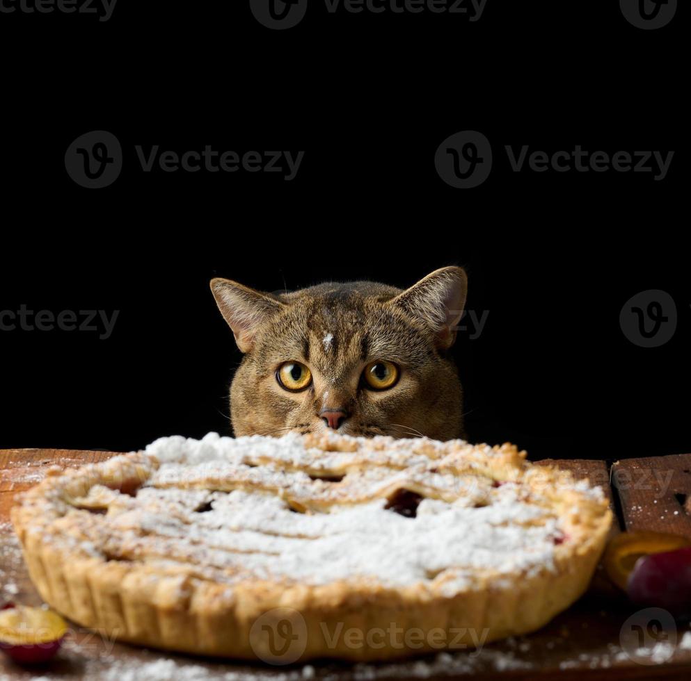 adult funny cat peeking out from under the table with baked pie with plums, black background photo