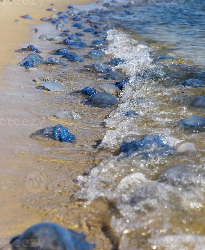 medusas vivas y muertas en la orilla del mar negro en un día de verano foto