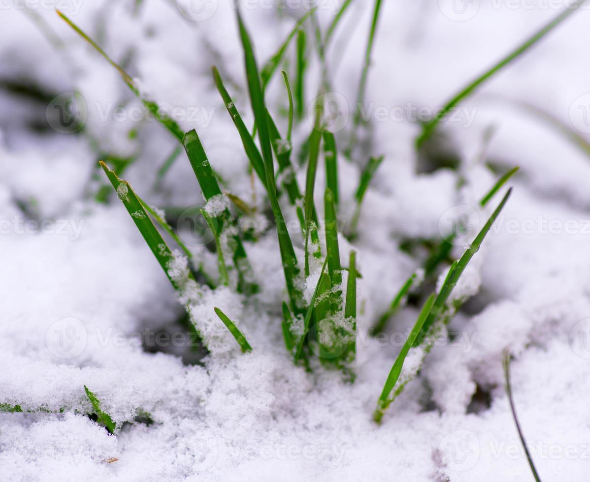 hierba verde brotada a través de la nieve blanca foto