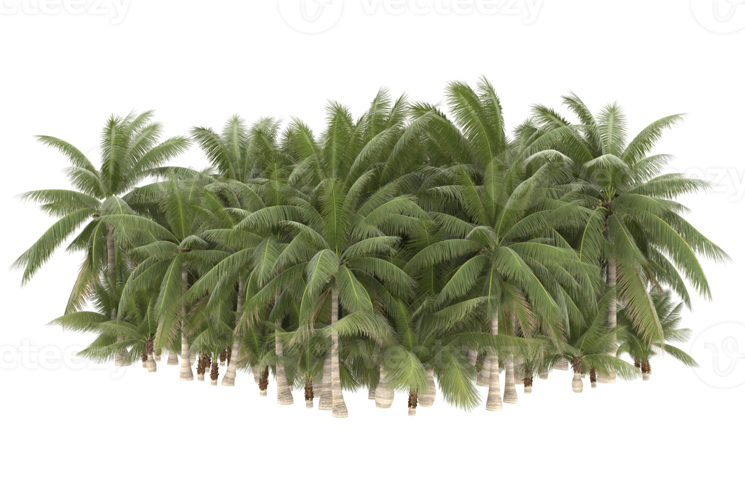 Palm trees isolated on transparent background. 3d rendering - illustration png