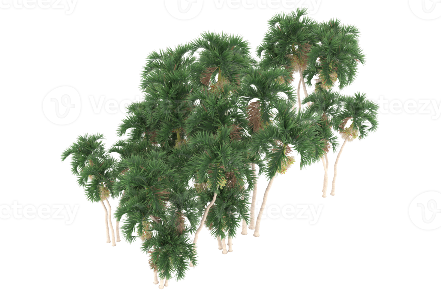 Palm trees isolated on transparent background. 3d rendering - illustration png
