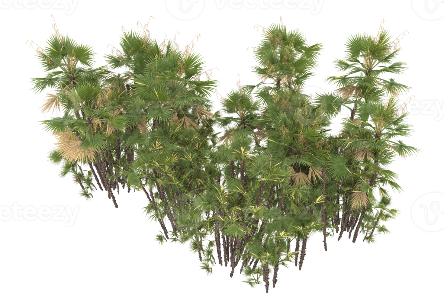 Palm trees isolated on transparent background. 3d rendering - illustration png