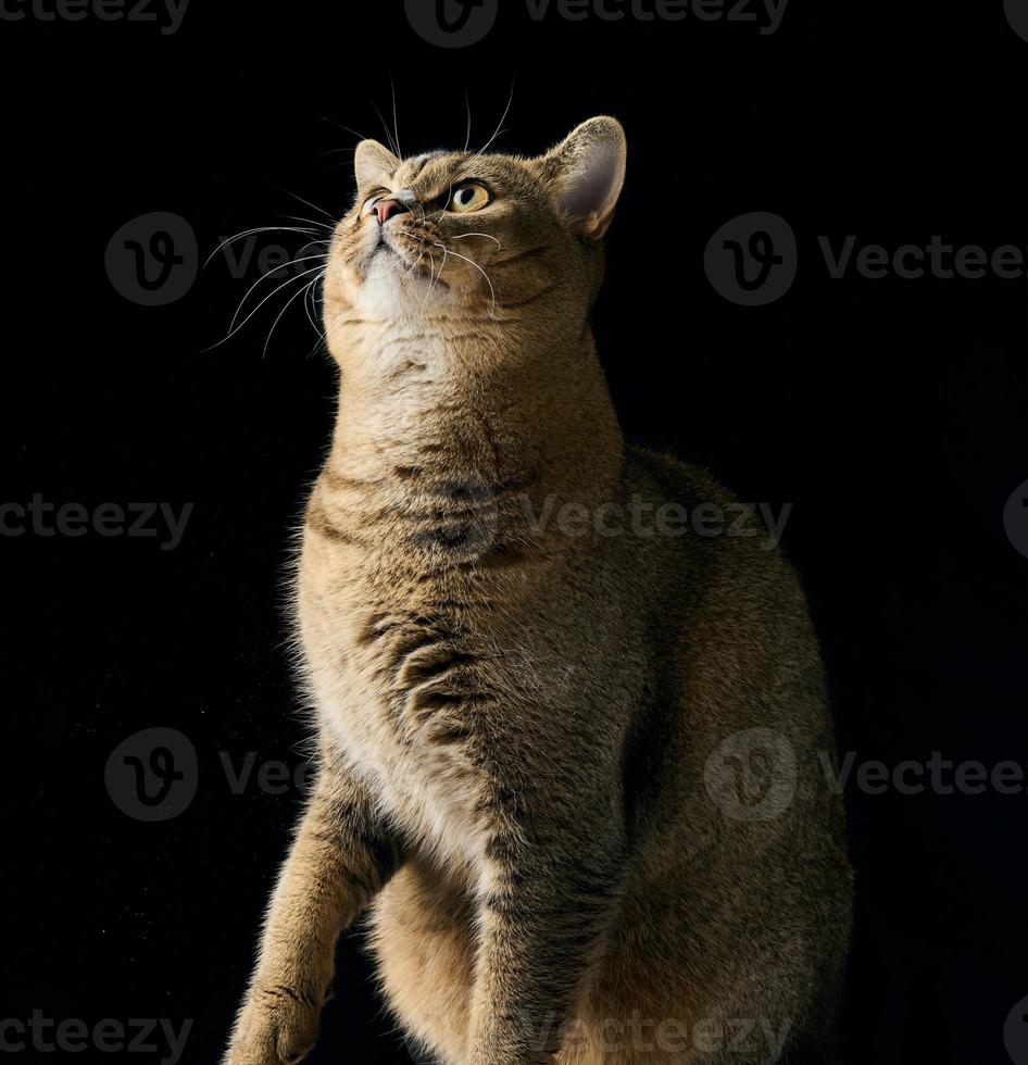 portrait of a gray kitten scottish straight chinchilla on a black background, the cat looks up, close up photo